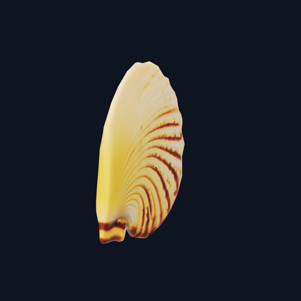 Natural Seashell Textured model pack